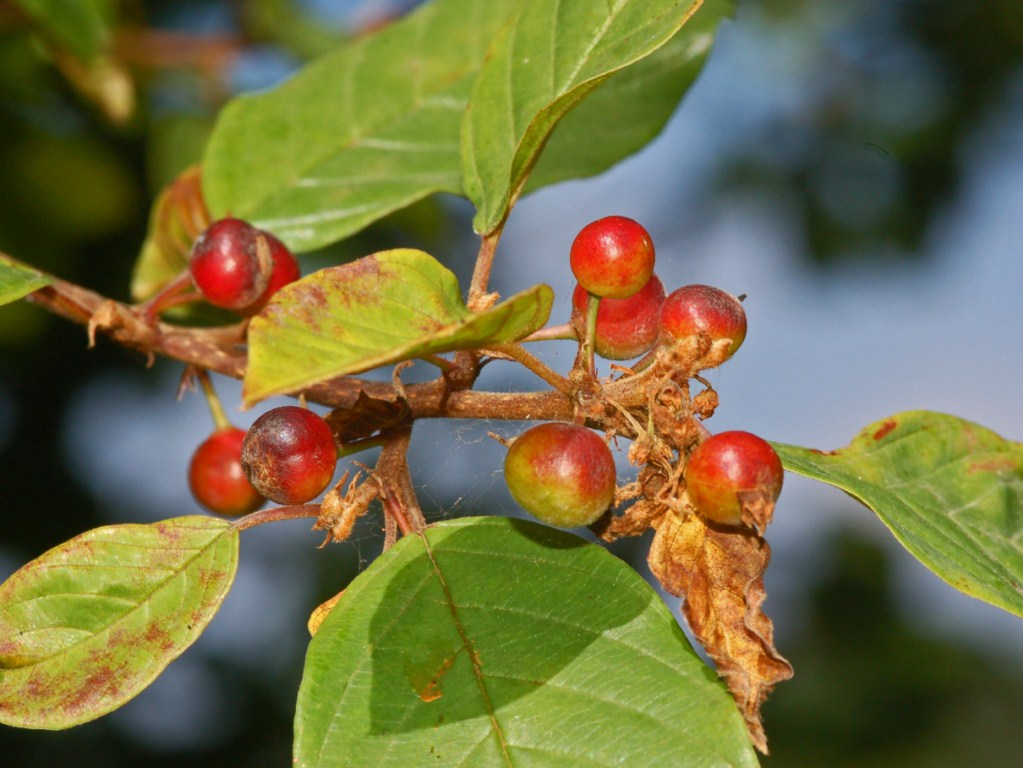 Dei piccoli frutti rossi ...- Frangula alnus